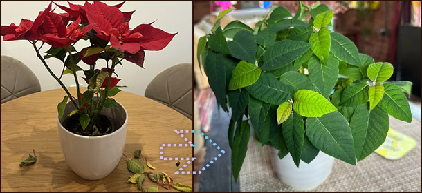 Пуансеттия в разный период