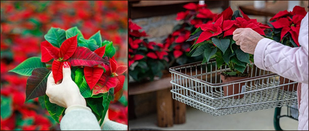 Выбор пуансеттии