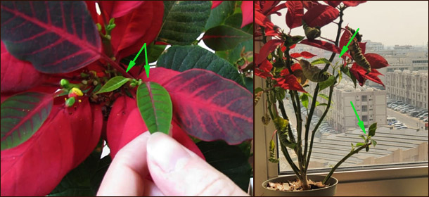 Обрезка пуансеттии