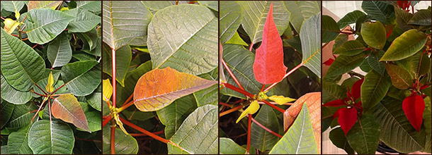 Покраснение прицветников