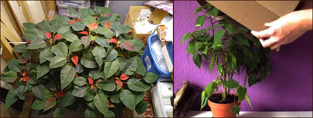 Фотопериодизм у пуансеттии