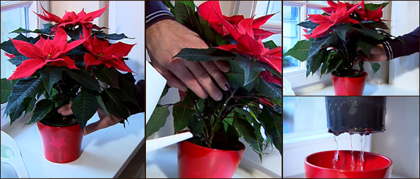 Полив пуансеттии