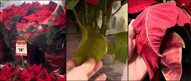 Выбираем пуансеттию