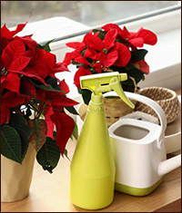 Пуансеттия