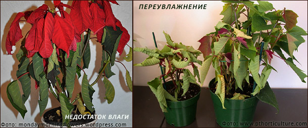 Неправильный полив