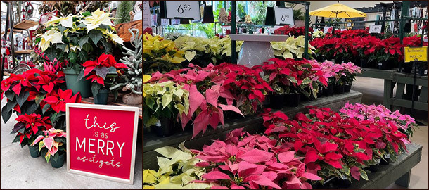 Пуансеттия