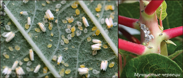 Вредители пуансеттии