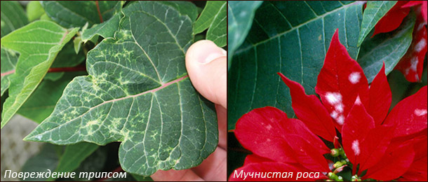 Болезни и вредители пуанскттии