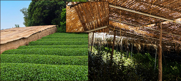 Производство матча