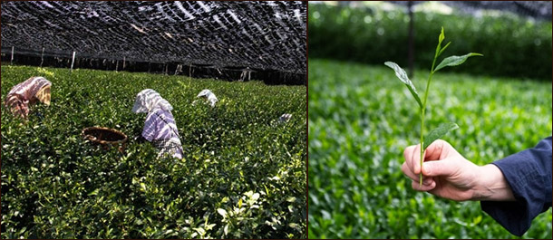 Производство матча