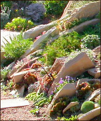 Чешская скалка (crevice garden)