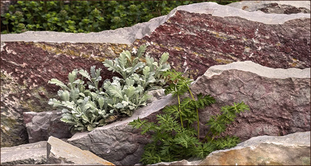 Чешская скалка (crevice garden)