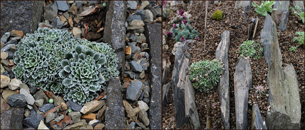 Чешская скалка (crevice garden)