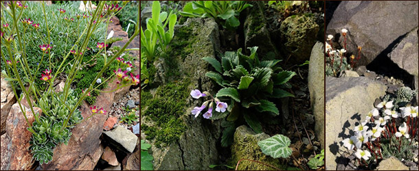Чешская скалка (crevice garden)