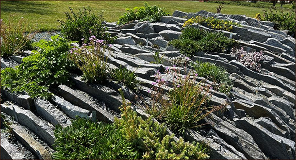 Чешская скалка (crevice garden)