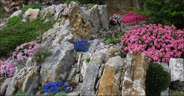 Чешская скалка (crevice garden)