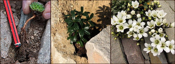 Чешская скалка (crevice garden)