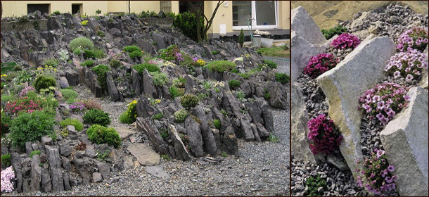 Чешская скалка (crevice garden)