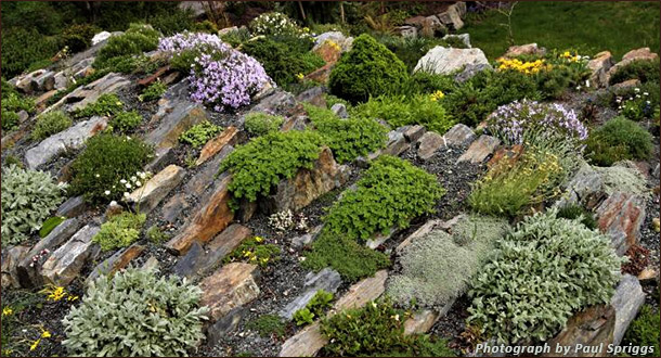 Чешская скалка (crevice garden)
