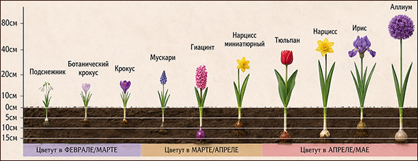 Сажаем луковичные цветы