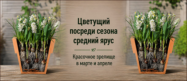 «луковичная лазанья» (bulb lasagne)