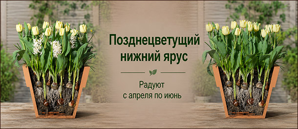 «луковичная лазанья» (bulb lasagne)